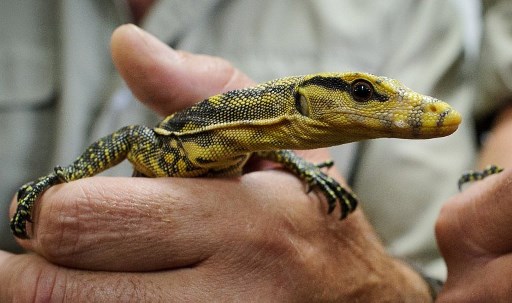 A water monitor lizard from the Philippines is shown at a Hong Kong press conference in July 2012. Photo: Philippe Lopez/AFP 