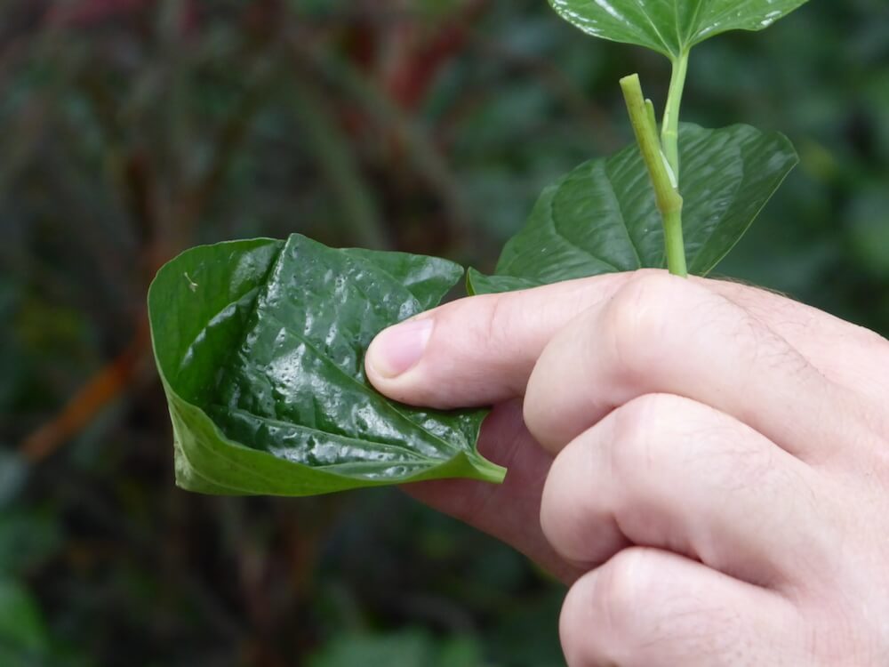 Wild betel leaves are traditionally used to make miang kham, a kind of traditional Thai wrap. Photo: Ewen Mcleish for Coconuts Bangkok