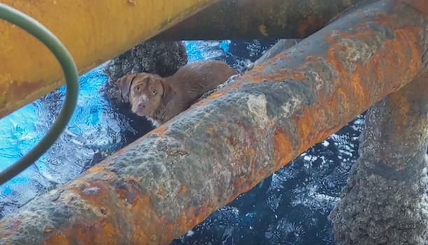 Rescue dog “Boonrod” is seen amid the piping of a offshore oil rig where he was discovered by a team from Chevron Thailand on Friday, April 12. Screengrab from Facebook video by Vitisak Payalaw
