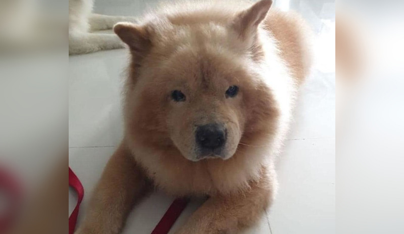 Photo: Kailing Loh/Facebook