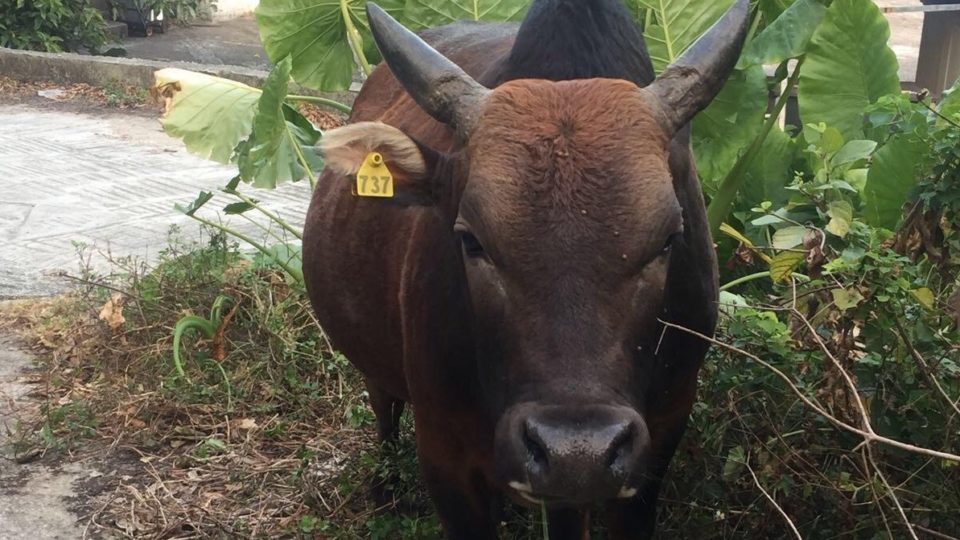 Mango, in happier days. Photo courtesy of Sai Kung Buffalo Watch.