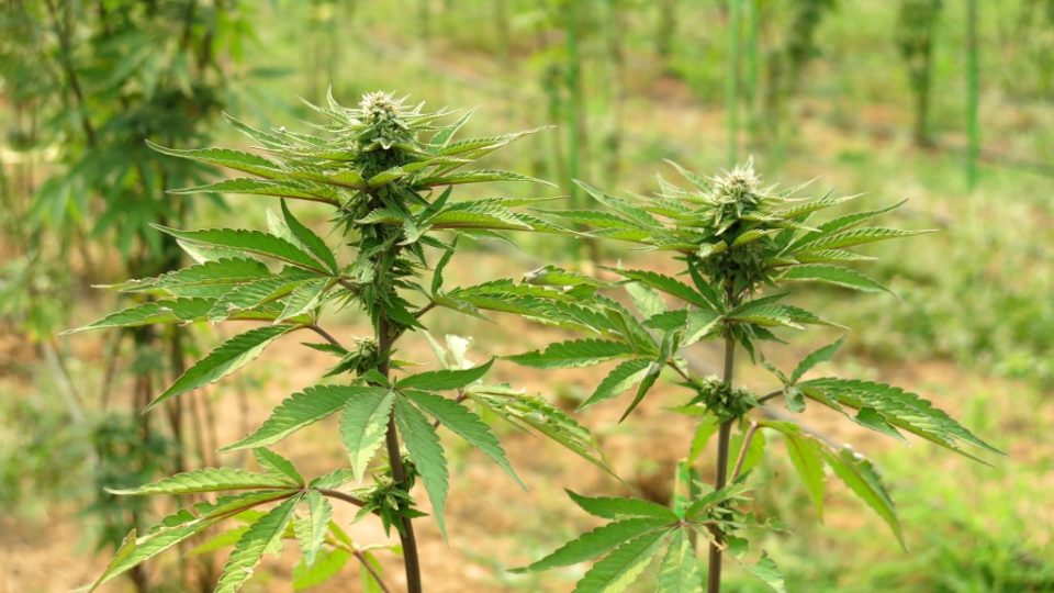 This picture taken on April 24, 2019 shows marijuana plants in Ngunzun township near Mandalay. – Myanmar police have arrested one US national and two locals after photos on Facebook led them to a huge marijuana plantation near Mandalay. Photo by AFP