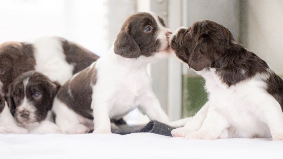 The police welcomed five new springer spaniel pups last month. Photo via Instagram/Hong Kong Police Force.