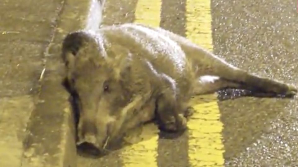 A wild boar was found stranded on the side of the road with a broken limb after getting hit by a car. Screengrab via Apple Daily video.