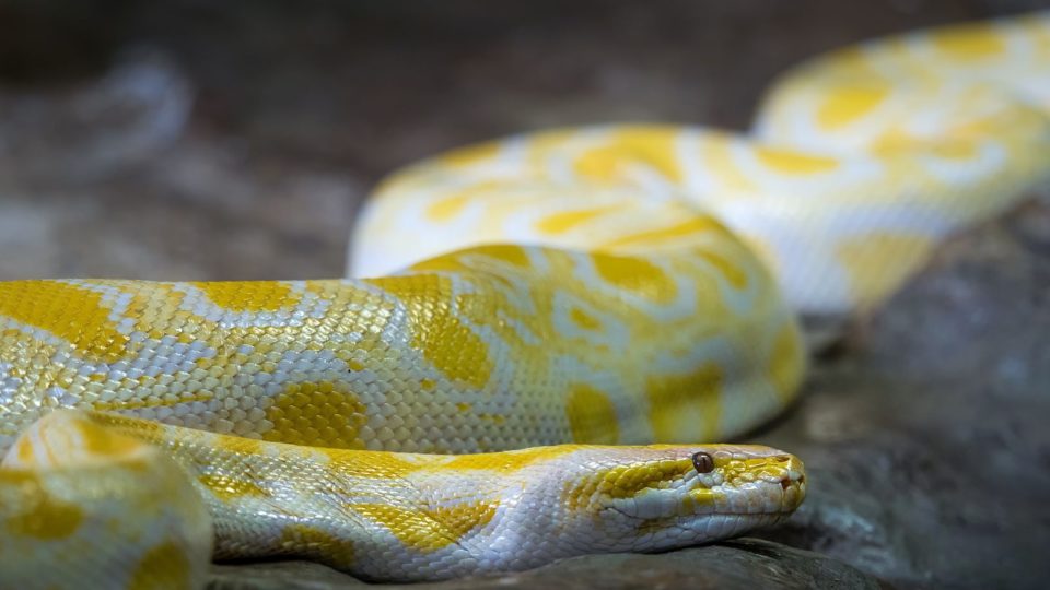 A Burmese python similar to the one seen in Quezon City. Photo for illustration purposes only. (Photo: William Warby/Unsplash)