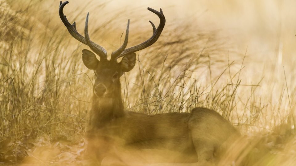 This photo taken on May 6, 2019 shows an Eld’s deer resting in the Shwe Settaw nature reserve in Magway region. – A herd of endangered deer wait in the shade of one of the sparse trees punctuating the parched landscape in Myanmar, watching rangers dispatch water to keep them alive – funded by well-wishers from across the country. (Photo by Ye Aung THU / AFP)