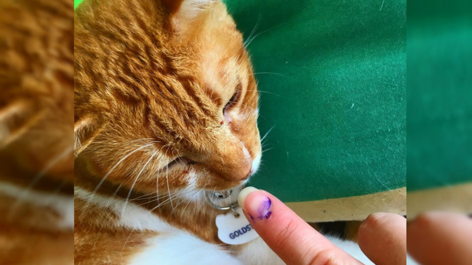 Photo: Cats and Crumbs – Marikina’s First Cat Cafe/FB