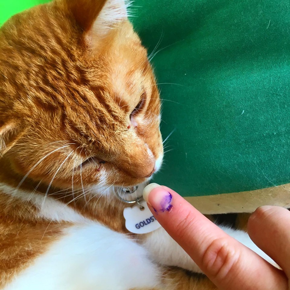 Photo: Cats and Crumbs - Marikina’s First Cat Cafe/FB