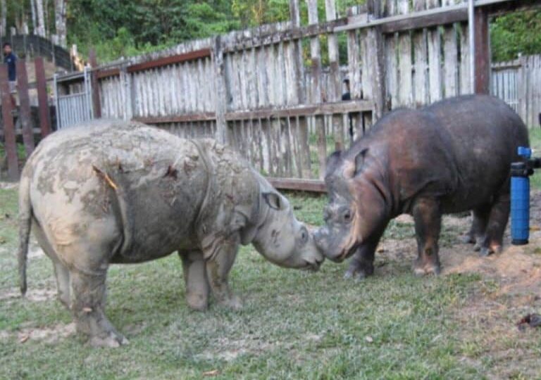 via 1Green Malaysia Facebook