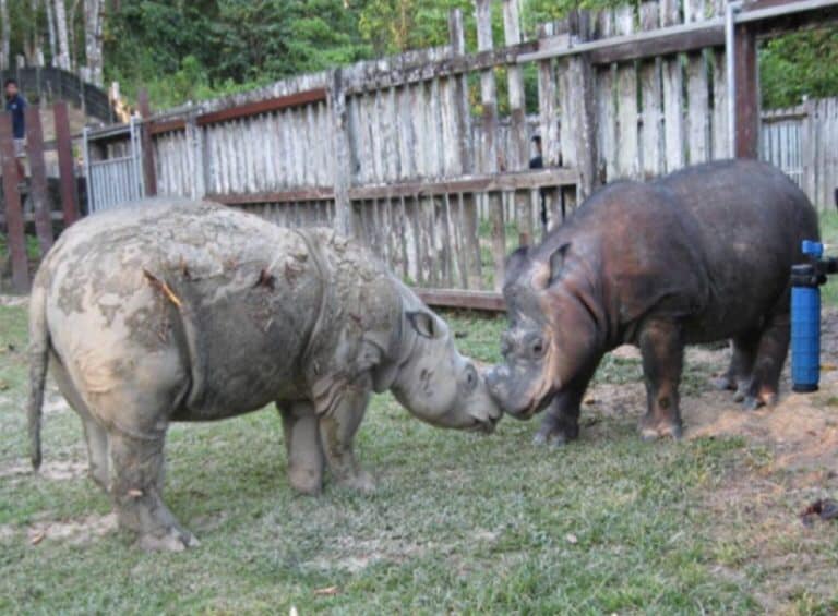 Kertam Malaysia's last male Sumatran rhino passes away | Coconuts