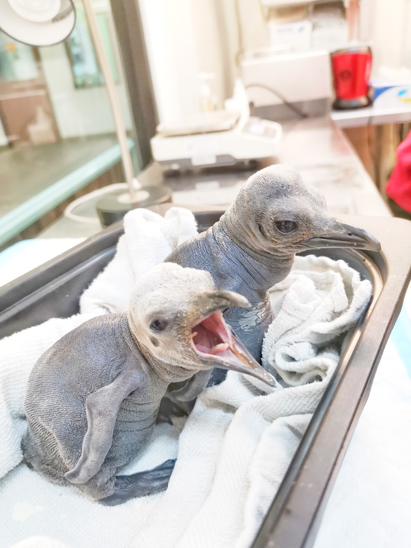 Penguins Brix and Arlo. Photo: Wildlife Reserves Singapore