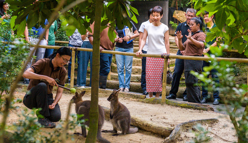 Ms Grace Fu, Minister for Culture,
Community and Youth speaks with senior
keeper Ernie Fazlihana Binte Ismail during a
wallaby conditioning session at Night Safari’s
25th birthday celebrations. The world’s first
nocturnal wildlife park marked its silver
anniversary with a celebration graced by the
Minister and 55 guests from the Movement of
the Intellectually Disabled of Singapore
(MINDS) and their families. Photo: Wildlife Reserves Singapore