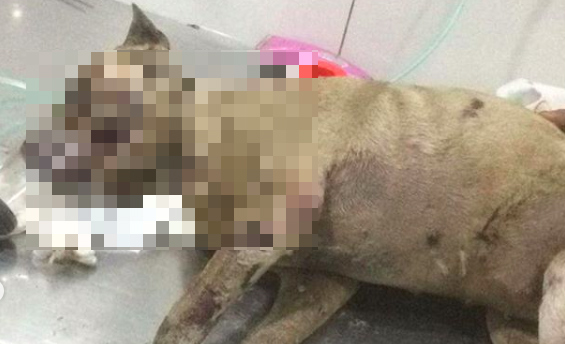 Lucky succumbed to its injuries after a motorcycle taxi driver allegedly smashed its head with a gasoline bottle and lit it on fire. Photo: Instagram/Yayasan Sarana Metta Indonesia