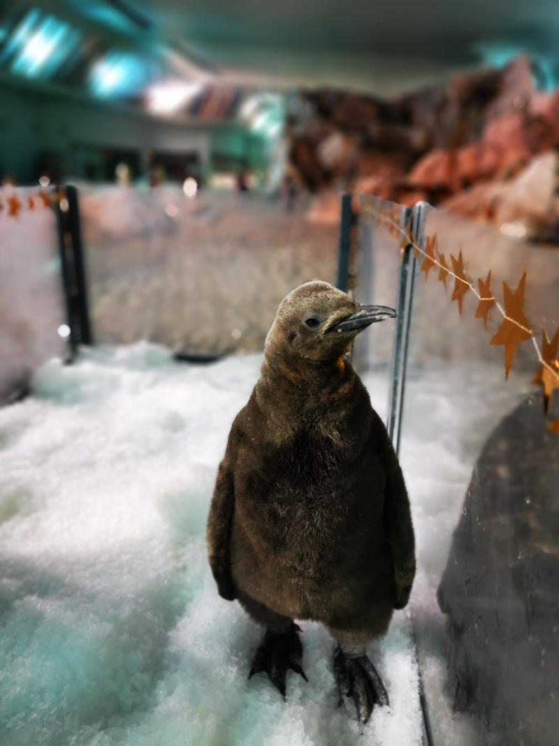 Percy in his corral. Photo: Wildlife Reserves Singapore