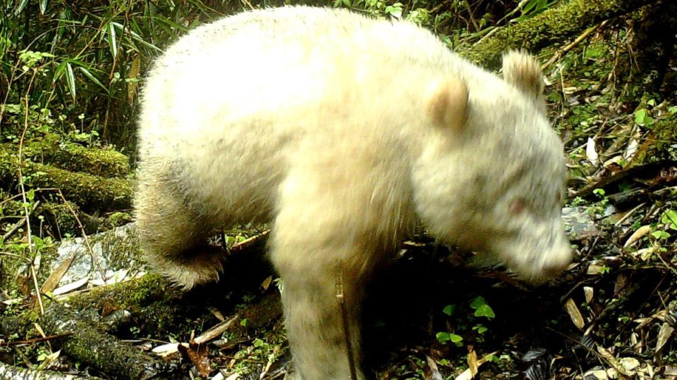 An albino panda caught on camera at a nature reserve in Sichuan province. Photo via Xinhua.