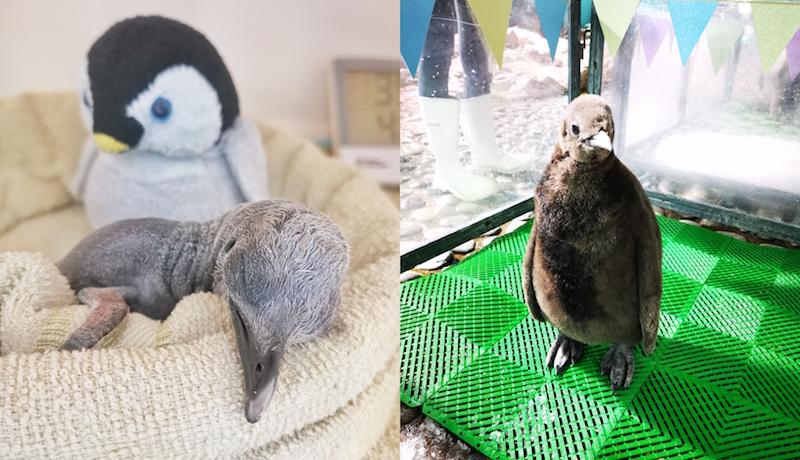 Days-old Percy snoozing (L) and Arlo (R), the youngest of the trio. Photos: Wildlife Reserves Singapore