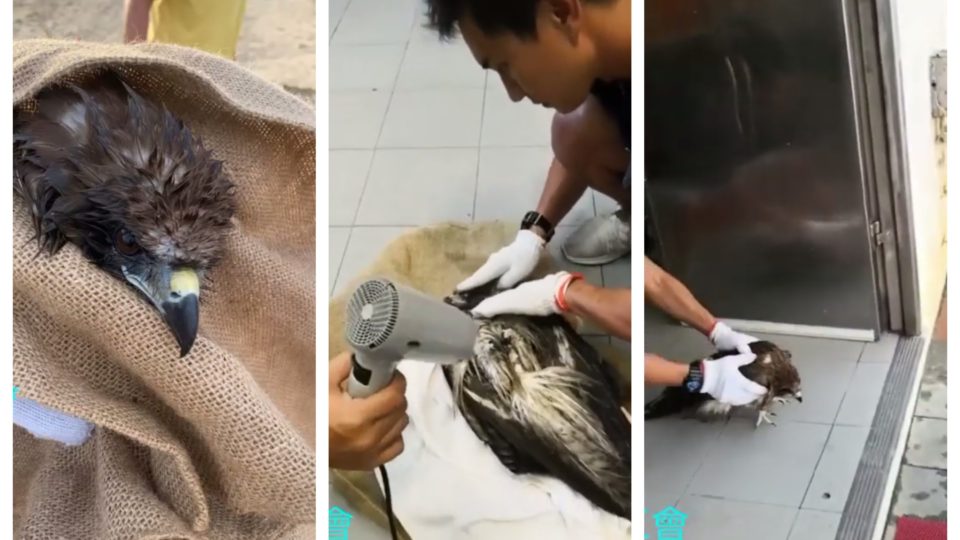 A black kite rescued by a group of lifeguards yesterday. Screengrabs via YouTube.