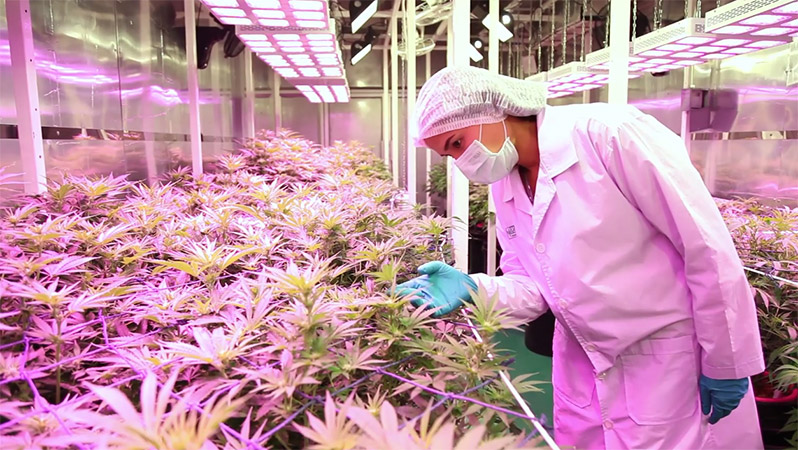 The first crop of cannabis plants has gone vegetative with blossoms ready to harvest in a couple more months. Photo: Government Pharmaceutical Organization