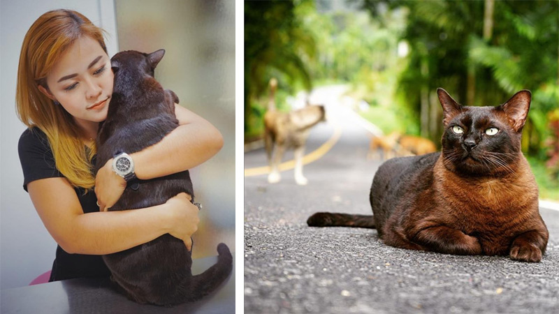 Photos: Johnny the Copper Cat / Facebook