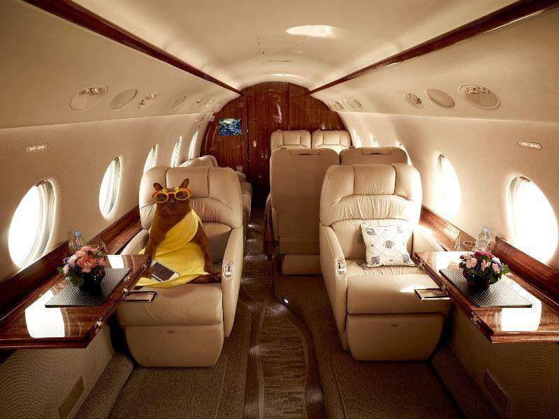 Photo: Johnny the Copper Cat / Facebook