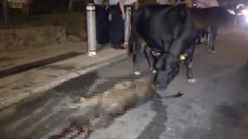 An adult calf tries to nudge a calf that  was killed by a hit and run to stand up. Screengrab via Apple Daily video.