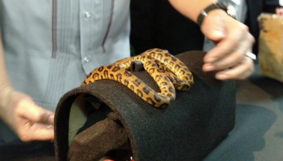 Hand out photo showing snake. (Photo: ABS-CBN News)