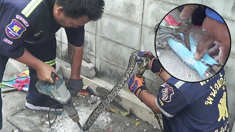 Thai rescuers spend an hour drilling, cutting out stuck a 2-meter python that managed to get itself stuck in a PVC pipe. Screenshot: Sanook
