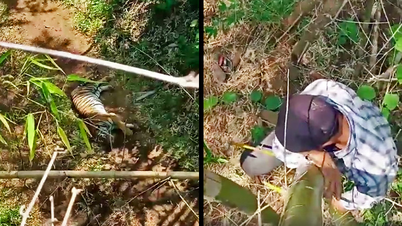 A Thai couple of ethnic Karen origin abandoned their motorbike to scale a tree in order to escape from a tiger they encountered at Thung Yai Naresuan Wildlife Sanctuary. Screenshot: Book Za Sooksun/ Facebook