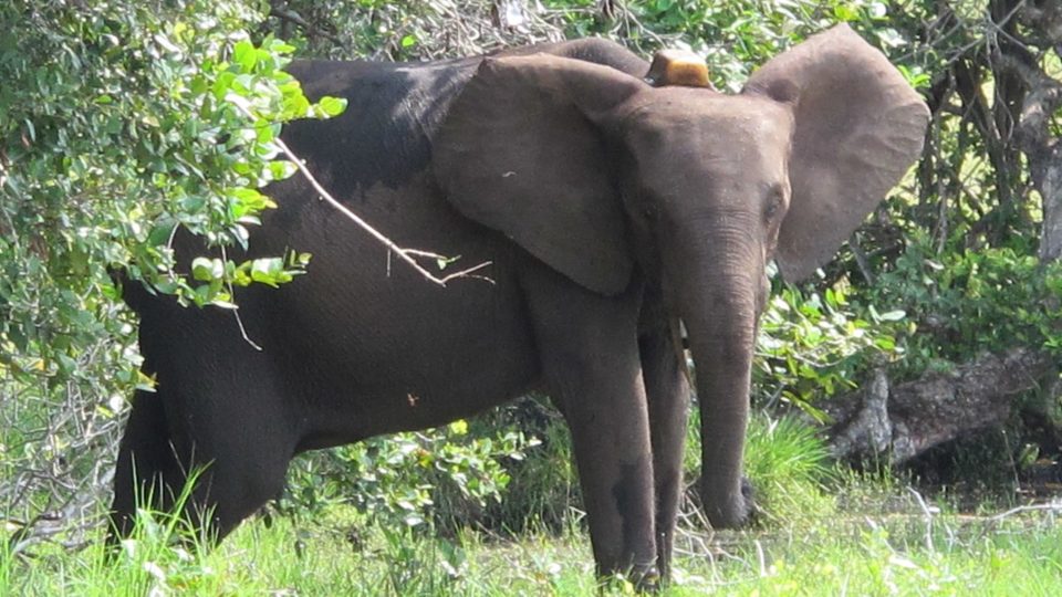 Elephant with GPS tracker collar at Gabon Loango National Park. Photo: Kurt Dundy via Wikimedia Commons (CC BY 3.0) 