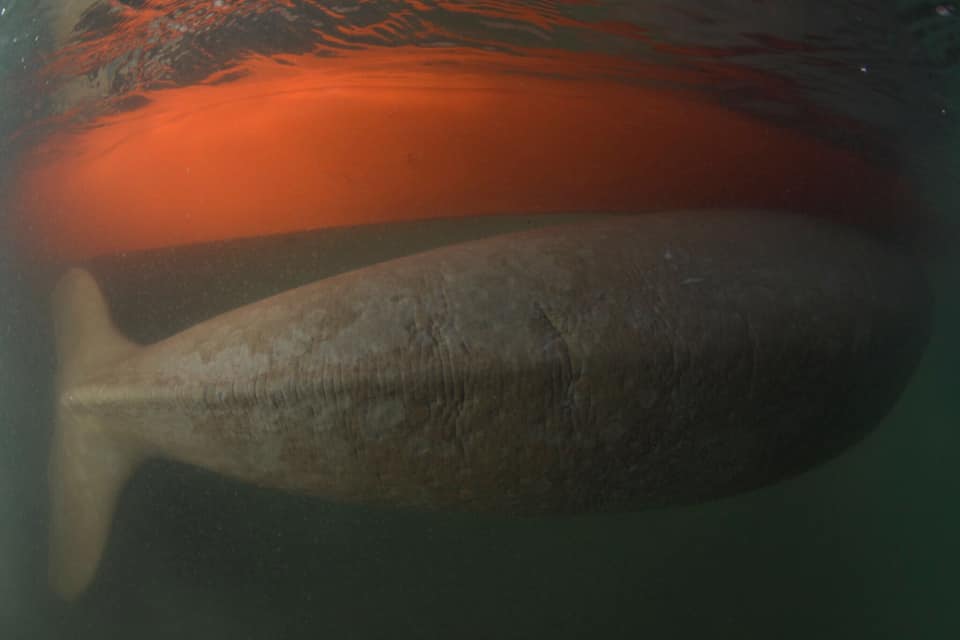 Mariam swimming close to a boat. Photo: Srichai Anuraktichai 