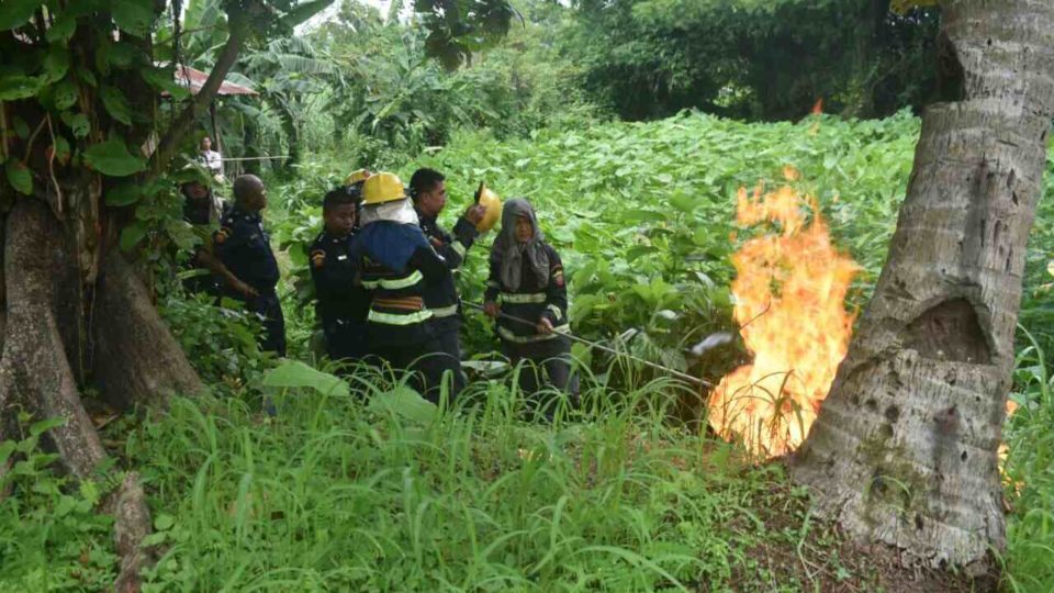 Myanmar Fire Services Department clearing hornet hives in Yangon via MFSD Facebook page