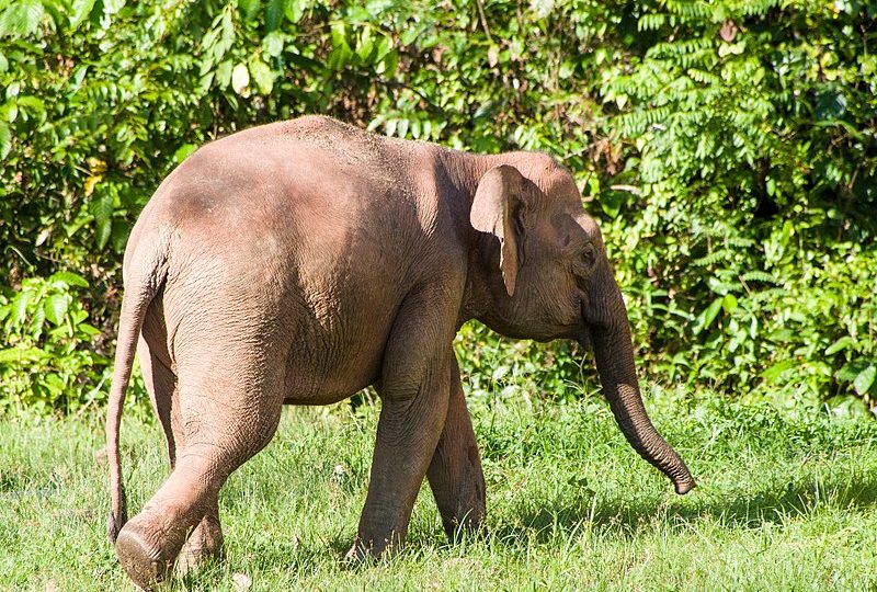 Photo: Wikimedia Commons