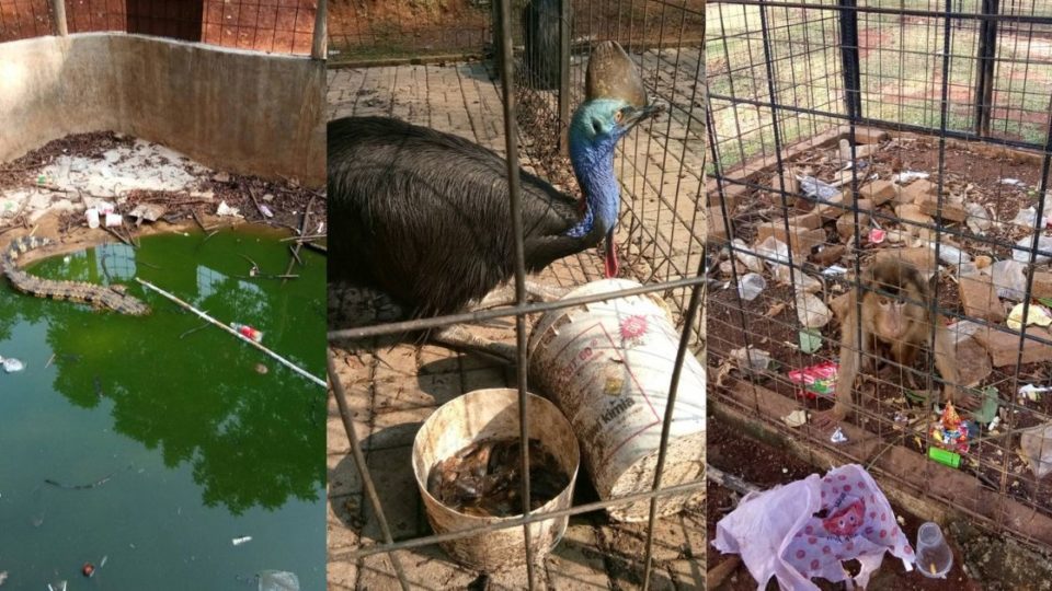 A mini-zoo inside a Kostrad (The Army Strategic Command) compound in the Cilodong sub-district of Depok City, West Java has come under fire after pictures showing the facility’s disturbing conditions went viral on social media. Photo: Twitter/@halocilukba