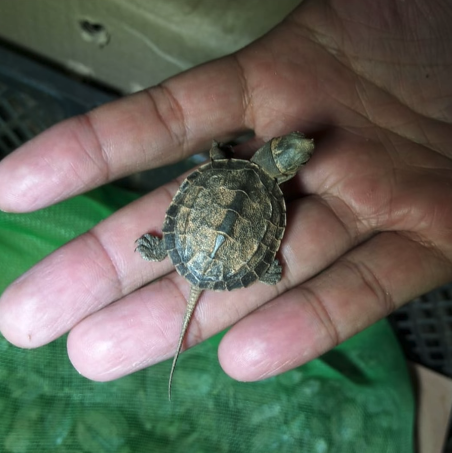 A teeny, tiny baby turtle. Screenshot: Khaosod/ Facebook