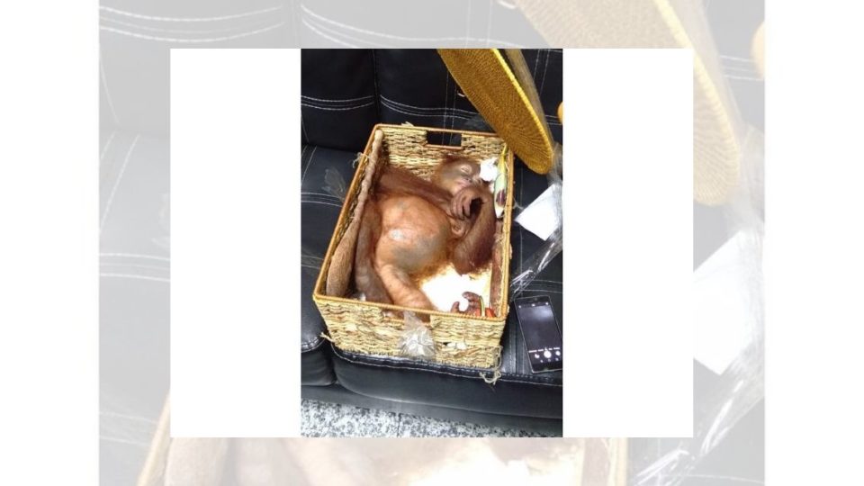 The baby orangutan had been unconscious when it was found, authorities reportedly suspected that it had been drugged. Photo: Balai KSDA Bali / Facebook 