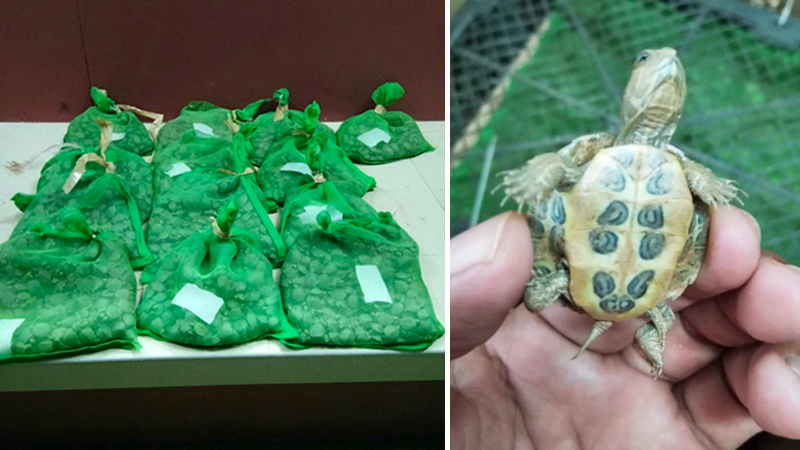 More than 4,500 turtles in the trunk of a van Tuesday (left) and a tiny baby turtle (right). Image: Tak sea animal checkpoint and Screenshot: Khaosod/ Facebook