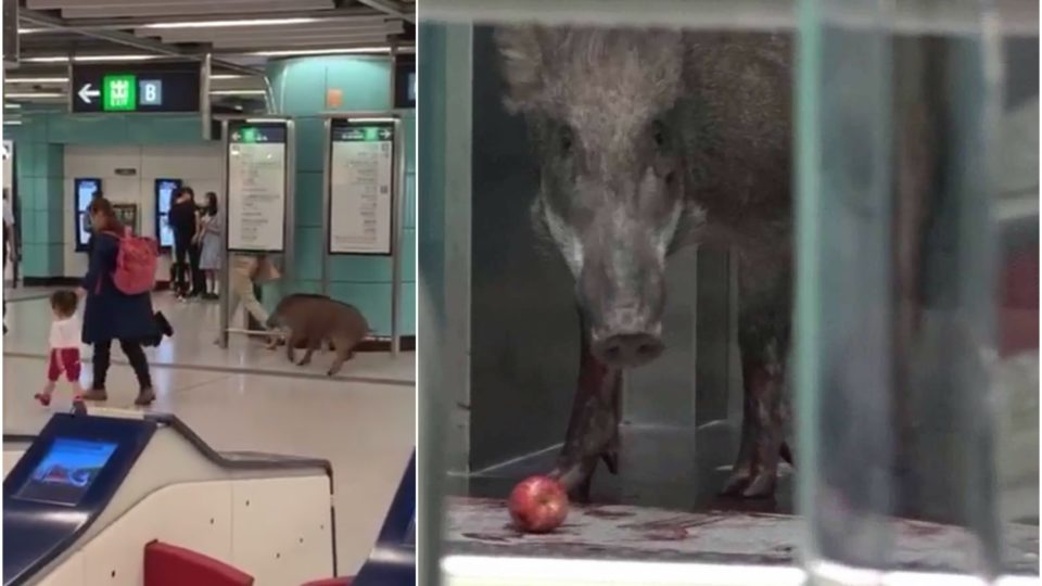 A wild boar scampers through the Kennedy Town MTR station yesterday, before being cornered (and given an apple) by authorities. Screengrabs via Facebook.