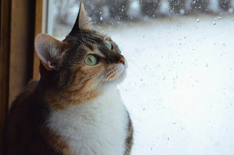 ‘Can I make it to Tops or should I just order Foodpanda?’ pensive cat thinks to herself.