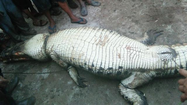 The crocodile that contained what is believed to be the body parts of the missing farmer. Photo: Istimewa