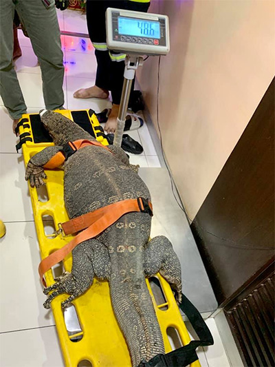 Godzilla sprawls across a gurney meant for a full-sized adult human. Photo: Taweesak Anunsiriwattana / Facebook