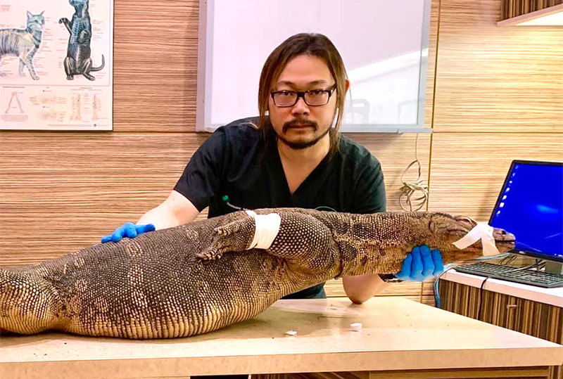 Vet Taweesak Anunsiriwattana examines the 49-kilogram Asian water monitor. Photo: Gimmic Chon / Facebook