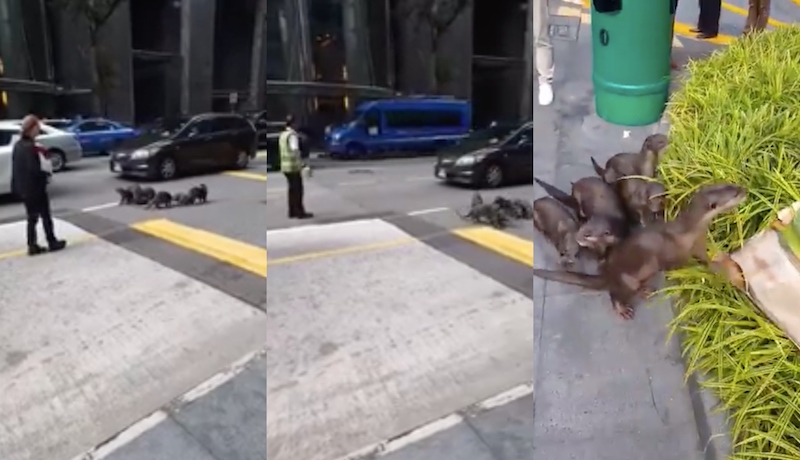 Screengrabs from video