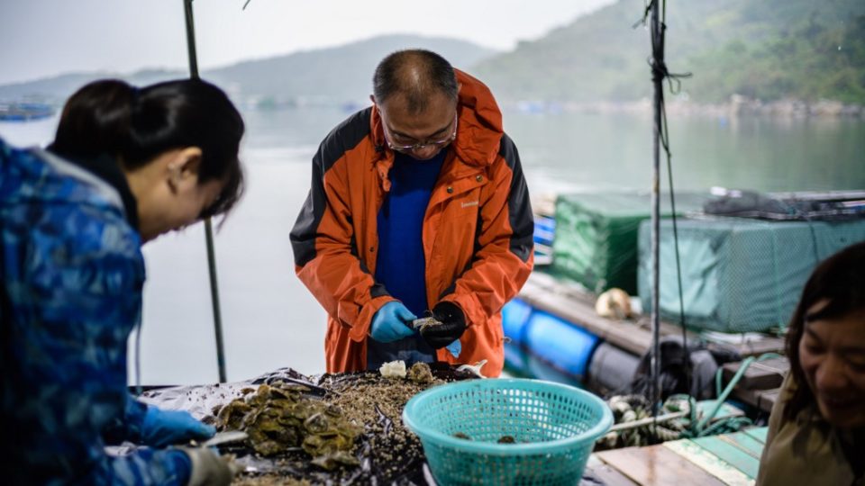 Investment banker-turned-scientist Yan Wa-tat (center), 58, helps scrape barnacles off oysters on a fishing raft culturing Akoya pearl oysters in the rural Sai Kung region of Hong Kong. Photo via AFP.