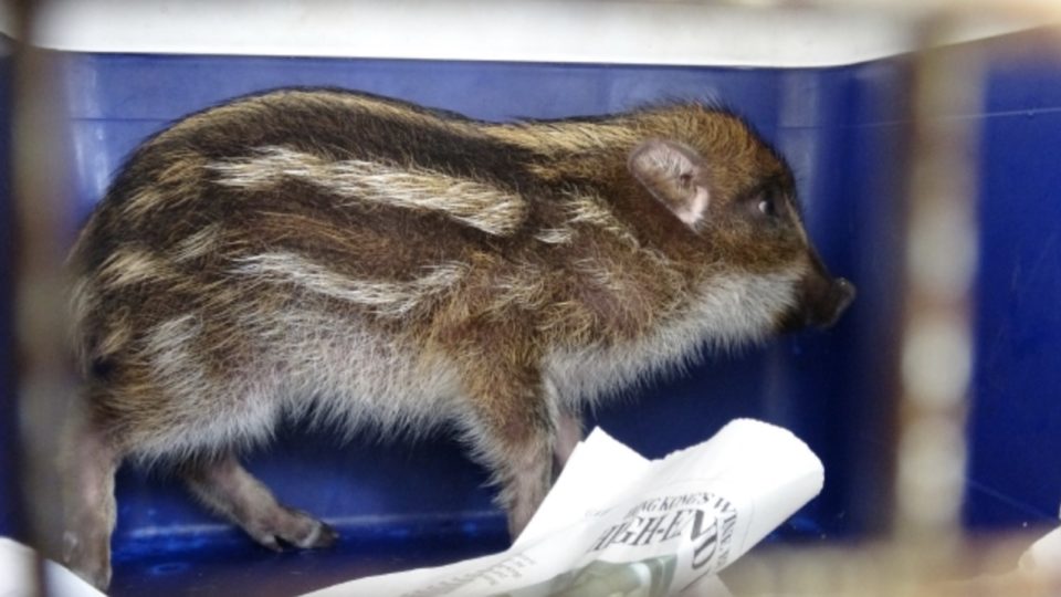 Marine police found a baby wild boar that was found swimming in the sea in Sai Wan Ho. Photo via Apple Daily.