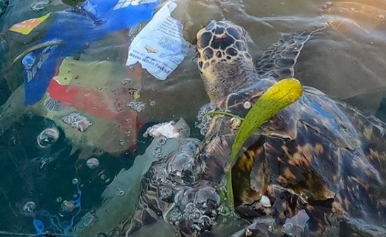 Photo via 4ocean/Instagram