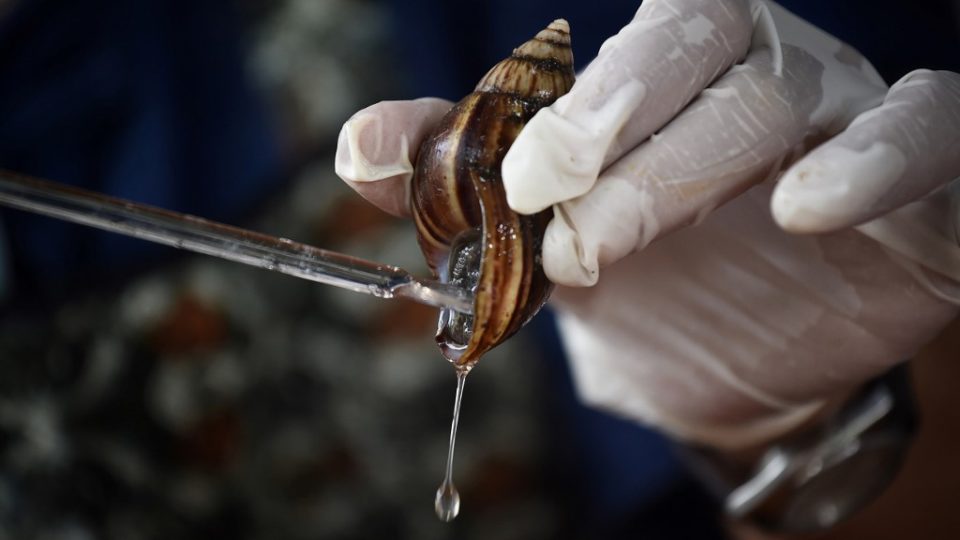 This picture taken on June 28, 2019 shows Phatinisiri Thangkeaw milking a snail of its serum at her farm in Nakhon Nayok province. – Giant snails inch across a plate of pumpkin and cucumber in central Thailand, an “organic” diet to tease the prized collagen-rich mucus from the molluscs, which to some cosmetic firms are now more valuable than gold. (Photo by Lillian SUWANRUMPHA / AFP)