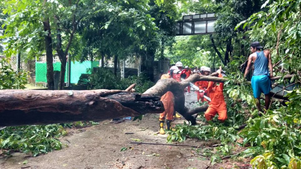 Giant tree that fell in Yangon’s Ahlone township after week of torrential downpour via Myanmar Fire Services Department Facebook page.
