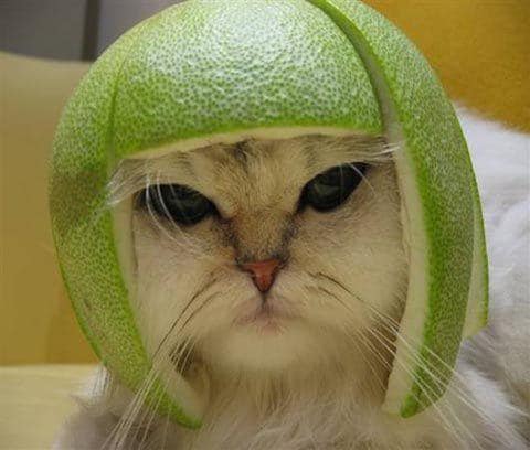 Limecat. Image: Knowyourmeme