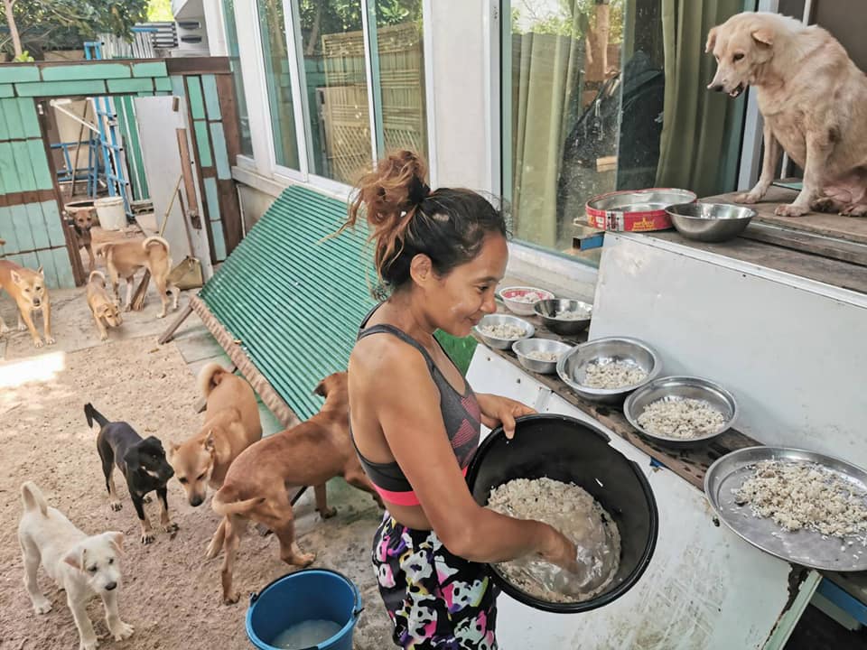 Khemjira feeding her large family of dogs. Image: Polsin Sinsamoe / Facebook