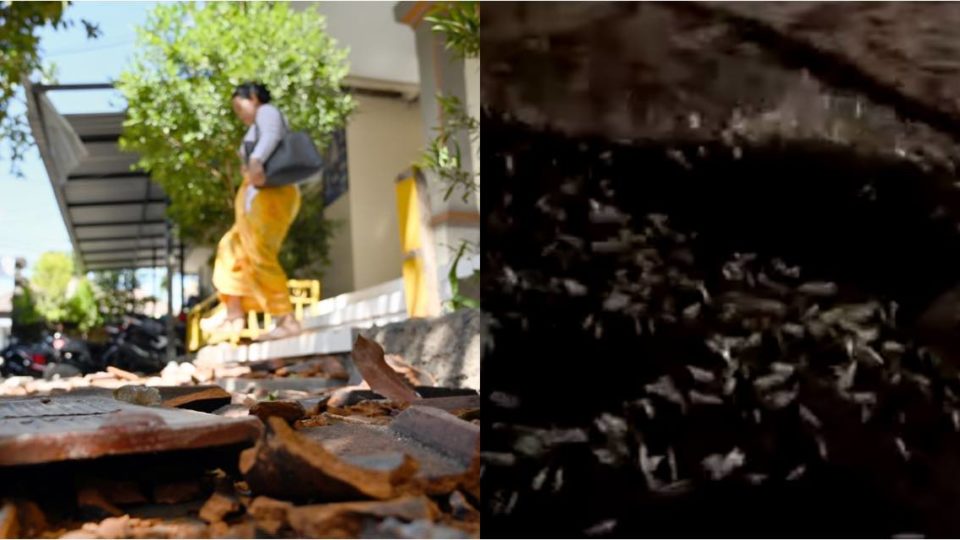 Left, the quake damaged the roof of a school building in Bali (Photo: Sonny Tumbelaka / AFP) and right, a screenshot from a video of fish washing ashore at Batu Bolong beach (Made Putra Arimbawa / Facebook)